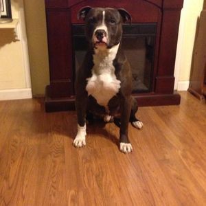 Meet your Posher, Frank